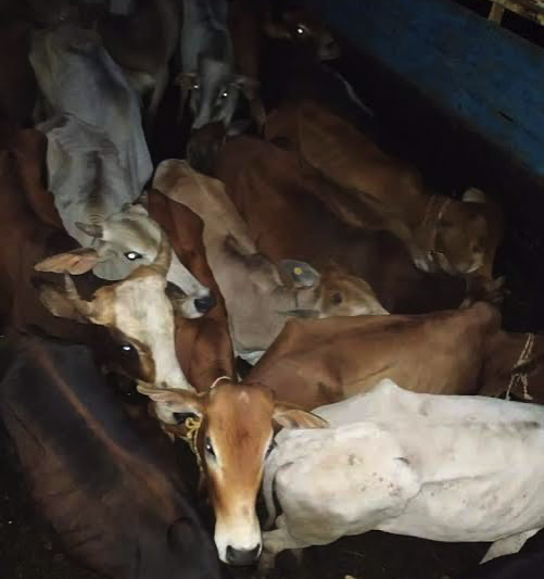 संगमनेरातील तीन सराईत गौ तस्करांवर संघटित गुन्हेगारी अंतर्गत कडक कारवाई